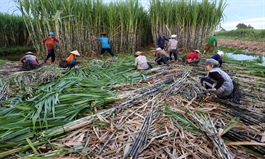 Vietnam begins probe into Thai sugar for circumventing anti-dumping measures