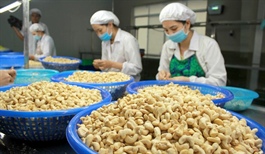 Vietnam facing trade deficit in cashew exports