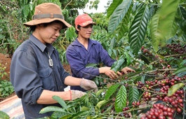 Vietnam seeks more robust coffee exports to Nordic countries
