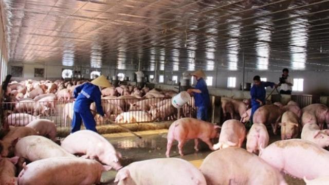 Giá lợn hơi và gia cầm đang "rơi tự do", ngành chăn nuôi đối mặt với nguy cơ đổ vỡ