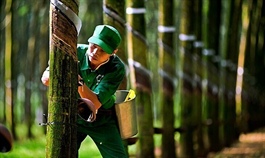 Rubber firms report surge in profits