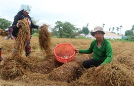 Appropriate policies needed to boost agricultural by-product efficiency