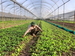 Hanoi prioritizes technology-based vegetable production