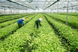 Vietnam in need of national strategy for veggie exports to EU