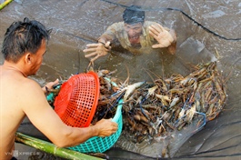 Vietnam gains from rising US shrimp demand