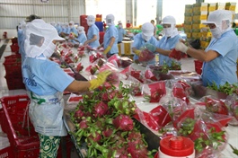 Vietnam veggie exports subject to EU’s new regulations from November 23