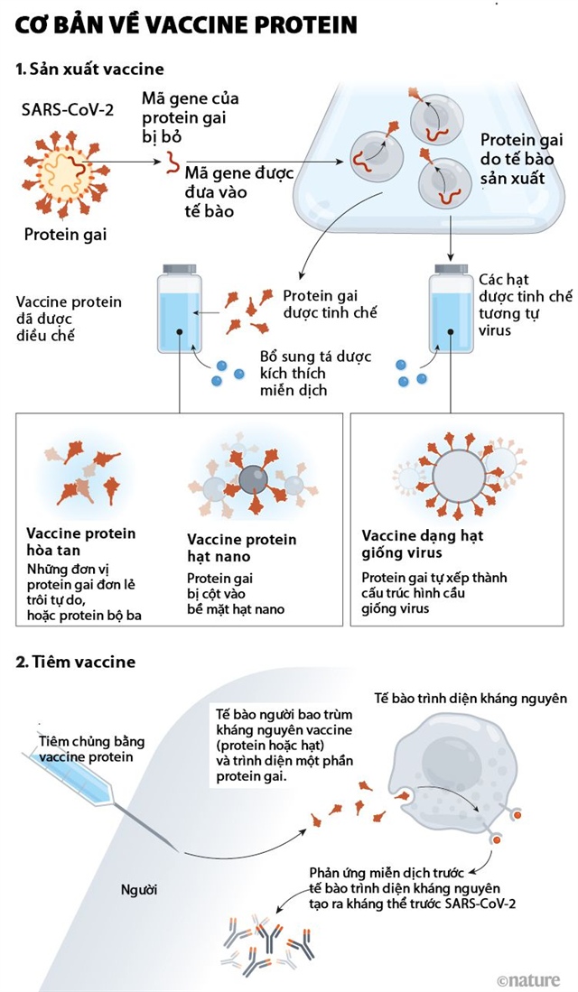Novavax phát triển vaccine chống Omicron ảnh 1