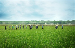 Greening agriculture - opportunity for Vietnam’s growth