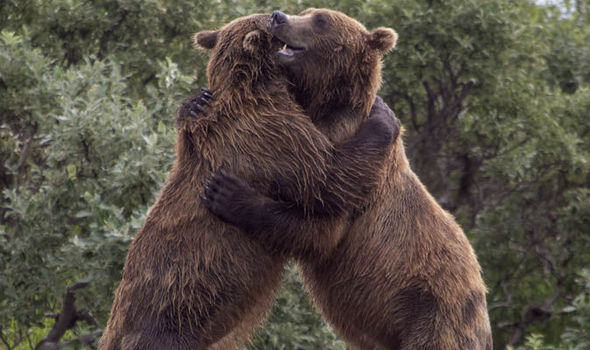 Read more about the article Thuật ngữ “Bear hug” trong M&A có nghĩa gì?