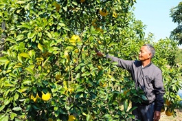 Vietnamese pomelos to enter the US in 2022