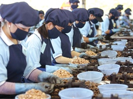 Vietnamese cashew exporters fall victims to international scammers