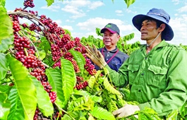 Significant opportunities brewing for Vietnamese coffee this year