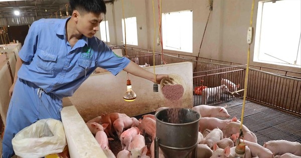 Giá thức ăn chăn nuôi tăng 13 lần: Quên 'mỏ vàng' trong nước | Vietstock