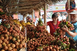 Bac Giang Province seeks to increase lychee sales to the US
