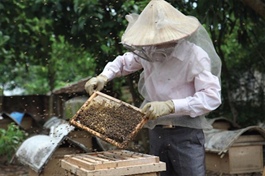US makes drastic cut on anti-dumping duties for Vietnam’s honey