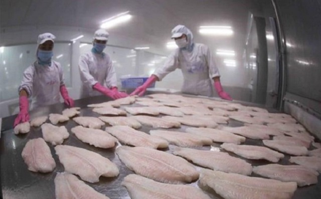 Sản xuất, xuất khẩu cá tra phục hồi mạnh mẽ sau 3 năm ảm đạm