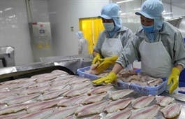 Tra fish production, exports surge