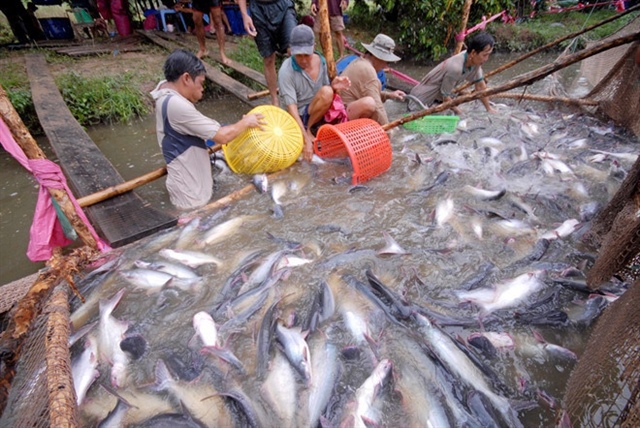Thủy sản Việt Nam thích nghi với chính sách ‘zero Covid’ của Trung Quốc - ảnh 1