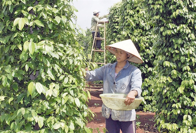 Vietnam boosts search for export opportunities