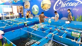 Chocavi safe seafood chain debuts in Hanoi