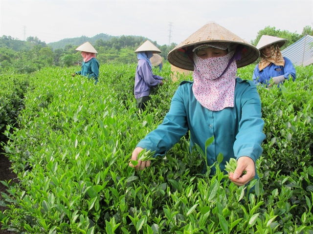 Everyone’s cup of tea: Vietnam’s exports surge 