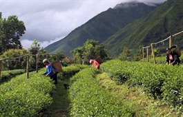 Everyone’s cup of tea: Vietnam’s exports surge