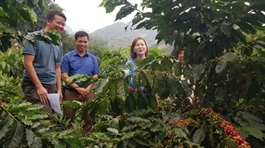 France helps boost coffee yields in Vietnam