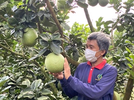 Vietnamese green-skinned pomelos licensed for export to the US