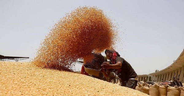 ViMoney: Ấn Độ 'hãm phanh' xuất khẩu lương thực, thế giới căng thẳng h2