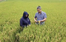 Hanoi develops green agriculture