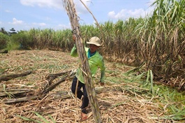 Vietnam maintains in force anti-dumping duty on sugar from Thailand