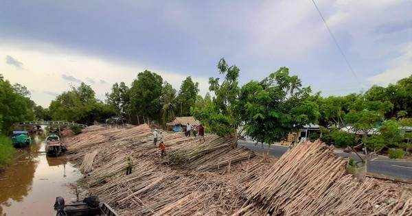 Giá cây tràm giảm 50%, người dân trồng rừng ở U Minh hạ lo đầu ra