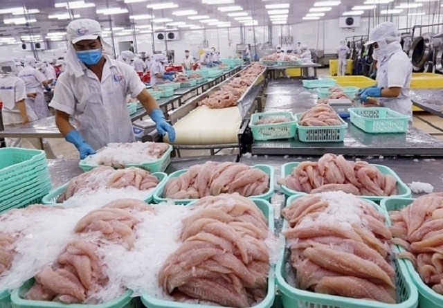 Giá xuất khẩu cá tra tăng mạnh, người nuôi vẫn 