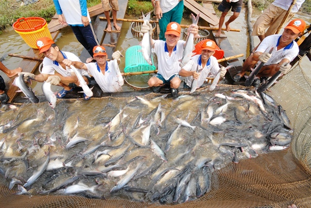 Giá xuất khẩu cá tra tăng mạnh, người nuôi vẫn 'treo ao' vì sợ lỗ - ảnh 1