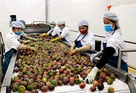 Vietnam pilots passion fruit exports to China