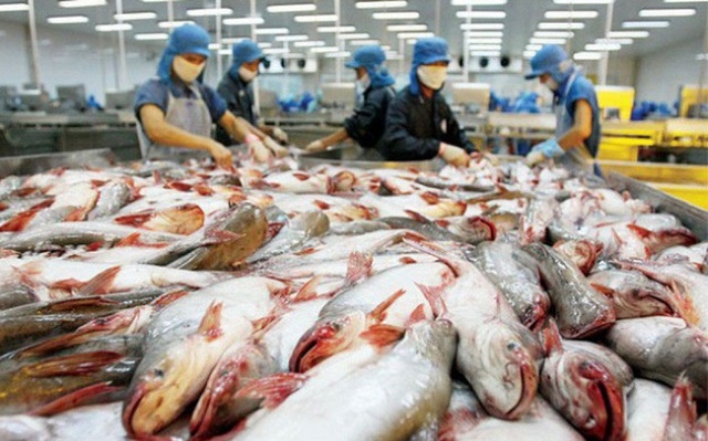 Cá tra Việt sang Mỹ giá 5 USD/kg, cao nhất từ đầu năm đến nay