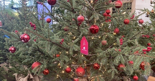 Chi hàng chục triệu đồng nhập cây thông tươi từ châu Âu về trang trí Noel