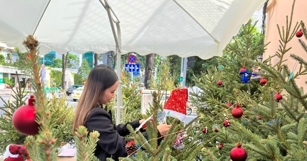 Giá cây thông tươi mùa Giáng sinh nhập khẩu từ Nga, Đan Mạch tăng cao