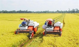 Vietnam's rice exports break price records