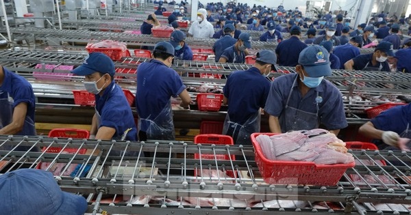 Kỳ tích cá tra Việt Nam: Chinh phục thành công thị trường Mỹ, Trung Quốc, Nhật Bản