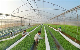 Hanoi’s agricultural sector move toward green production