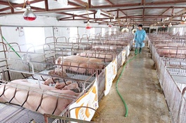 Hanoi promotes public-private partnership to boost livestock production