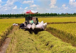 Vietnam's rice prices remain highest in world market