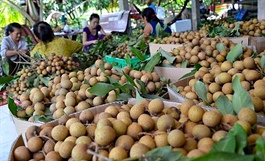 Hanoi develops high-value fruit plantations
