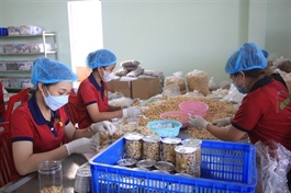 Cashew industry sees unusual trade pattern in early 2023