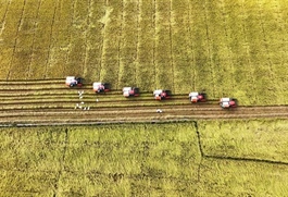 Ministry urges close watch on rice market as Indonesia aims to import two million tonnes