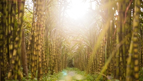 Many businesses (KTS) taste sweet success due to high price of sugar cane