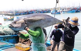 European Commission to send IUU fishing inspection team to Viet Nam in October