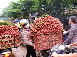 Bac Giang plans to export 96,000 tonnes of lychee