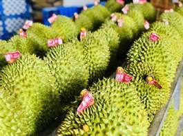 Vietnamese durian gets more farming area codes for export to China